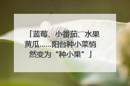 蓝莓、小番茄、水果黄瓜……阳台种小菜悄然变为“种小果”
